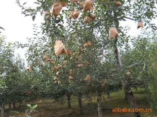 崨ƻ2011ش崨츻ʿƻ