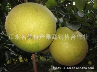 Ƥϸɿڽ˼ƷڬgϪ
