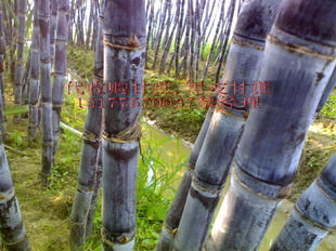 批发销售原产地黑皮甘蔗,价好,有意的请联系来``