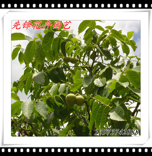 ؼ۳۹9818ڶҹҲ