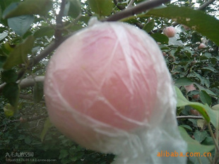 ɽƻڸж