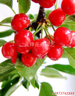 һӣҹ˹ӣ