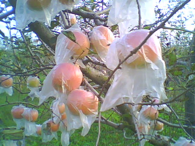 苹果,花椒