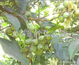 ժ魣魣ؼ魣Լ200ù