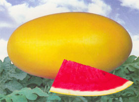 ޹ϻƤˮʹ