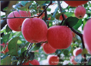 ƻش״츻ʿƻ