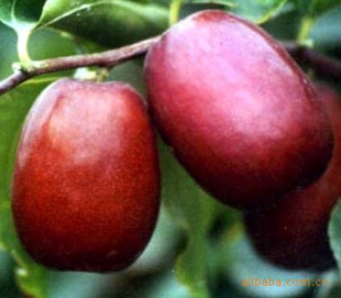 2011ȶ˽(޹,)½ؼ