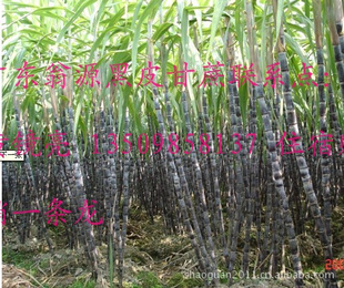 2011㶫عԴƤˮ𶨹С