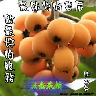 Դ˷˴մﱣڳ1020컶ӭ