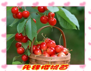 大量樱桃果树树苗绿化苗樱桃树苗