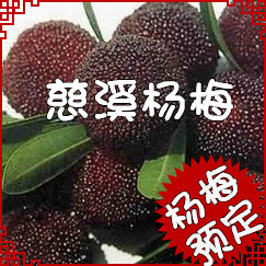 нŹϪ÷ԼҲժƷ--÷(ź÷ׯ)