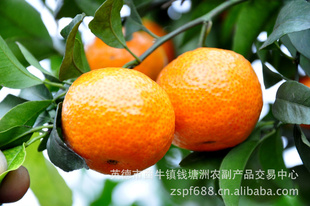 ڶ˹Խϡɳǽ