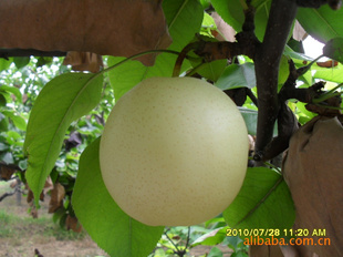 2011ڼʻƹ