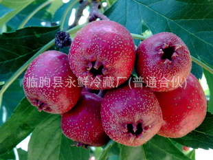 Բˮɽ髺ɽл
