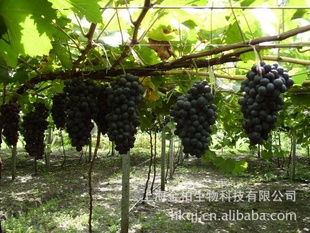 ϺлĺлʳƷѺʹ