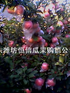 Ϋ츻ʿƻ