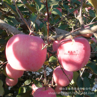 ׿*̨ˮ츻ʿƻؼ80mmϼƻ10װ