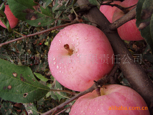 ʸʿƻ/ˮ/ںӱ̱꣬ӱƷ