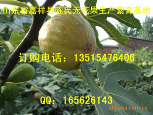 ޻ʹ޻޺Ӫḻ