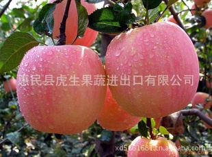 츻ʿƻڼ