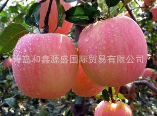 ʺ츻ʿƻƻ츻ʿƻ