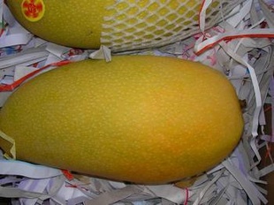 ؼʽâ