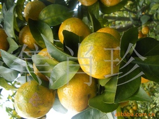 12µزfruit