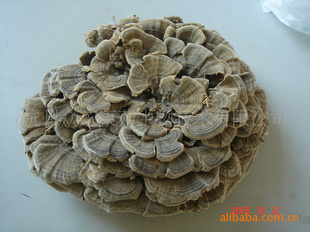 ֥֥ۡۡCoriolusversicolorpowder