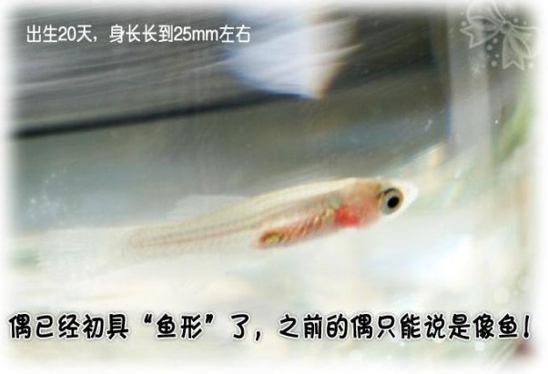 ʺ޺