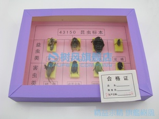 43150걾桢