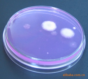 表面微生物接触碟法,接触碟,培养皿,特殊的培养皿