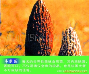 Ǿmorels