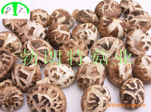 2—3cmһԲ滨㶬ɻ㹽