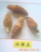 ϲ䶳Ұʳ