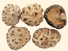 ڼ׻