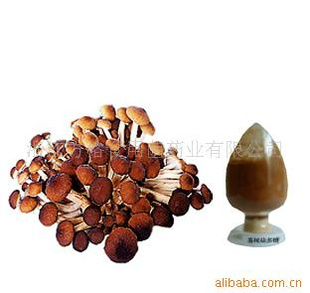;Agrocybeaegeritaextractpowder