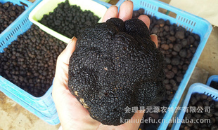 ¶¶¶truffle