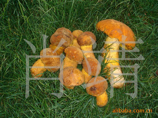 زƽǾƷӪֵƷ˵ϵȵζƷ