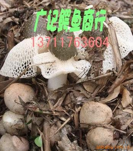 ϵݥ