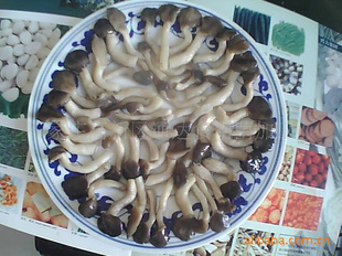 ڼռ
