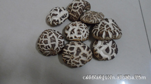 㹽||35cm|drymushroom|ũֱ