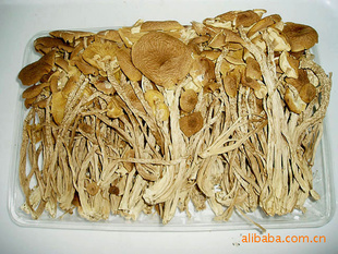 ֱteatreemushroom------ȥʪ