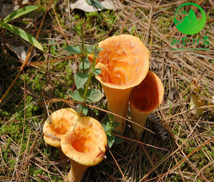 山里印象陕西特产干货富硒野生菌黄丝菌干桂花菇食用菌野生菌批发