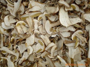 boletusedulis,ζţξ