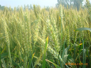 ֲ2011ٶ׬Ǯ