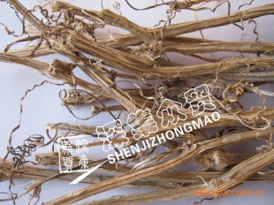 吊南瓜蔓生产吊南瓜蔓南瓜蔓种植南瓜