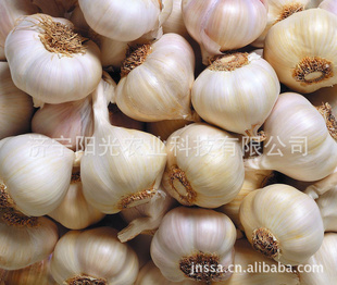 ڼˮƬ