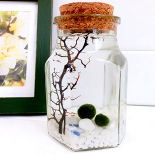 ҸMarimo1/ֲ
