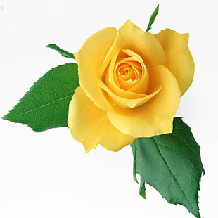 Ҷˮתӡֽˮֽ