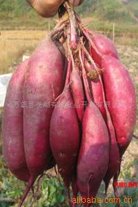 ѰлԤ